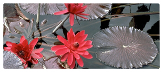 DNSEMP-L-026 Water Lily Red